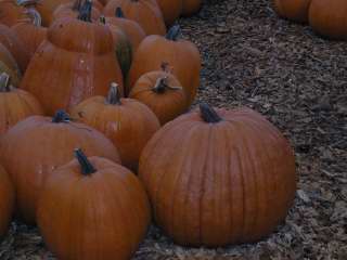 2010 Nipomo Pumpkin Patch